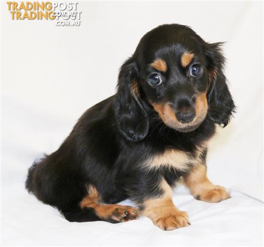 long haired miniature dachshund puppies