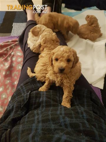 Find Poodle (miniature) Puppies For Sale In Australia