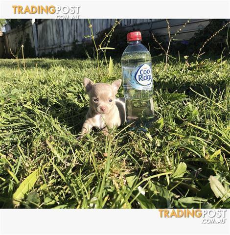 lilac chihuahua for sale