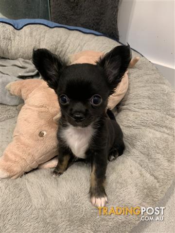 long haired chihuahua for sale