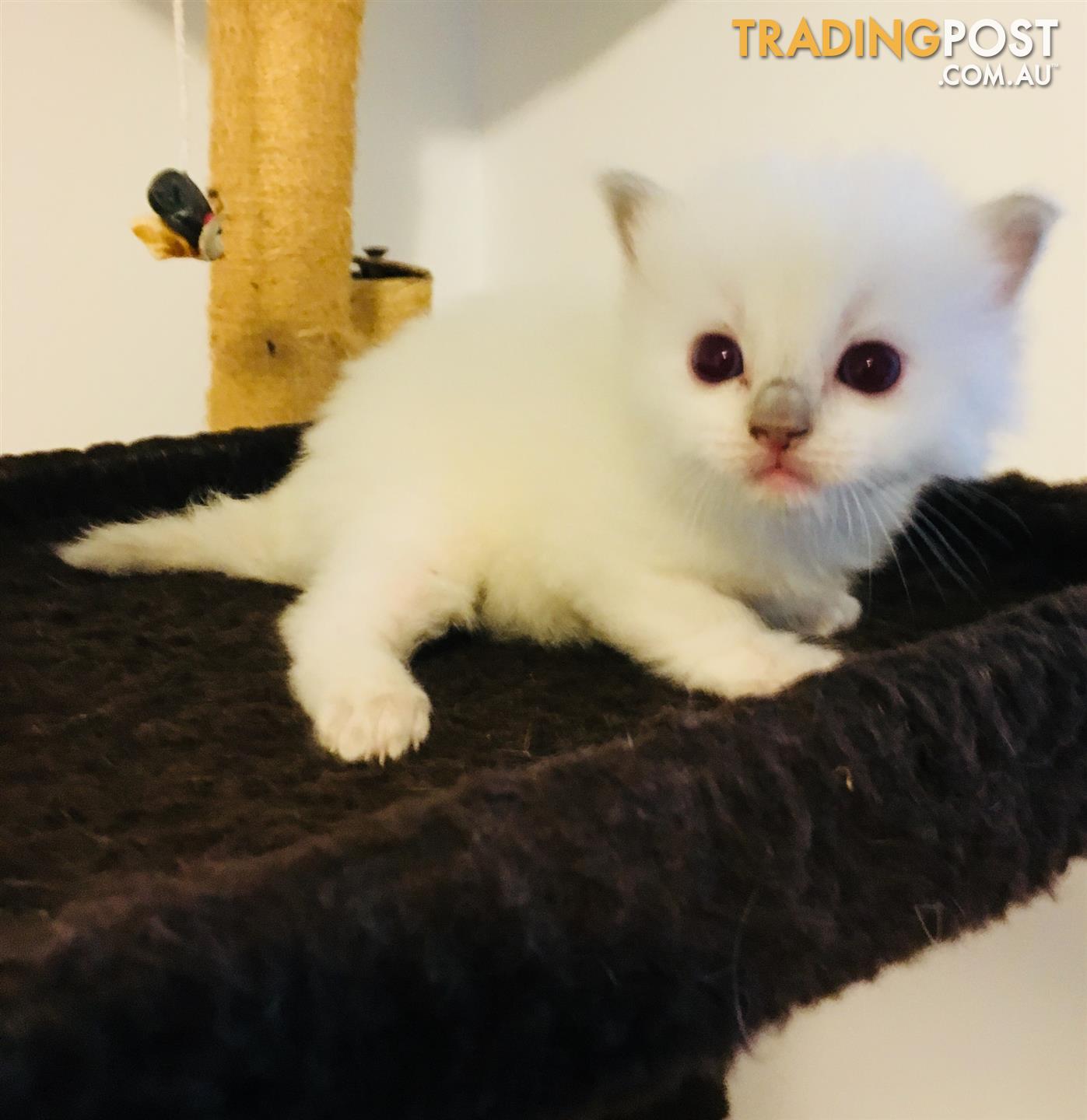 2 X PUREBRED RAGDOLL KITTENS for sale in Bundamba QLD | 2 X ... 2 X PUREBRED RAGDOLL KITTENS for sale in Bundamba QLD | 2 X ...