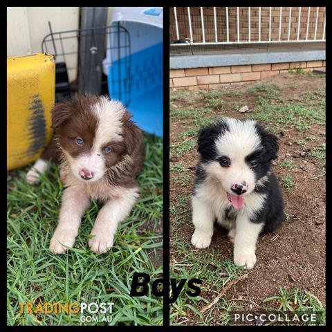 Border Collie Puppies Find Puppies For Sale In Australia