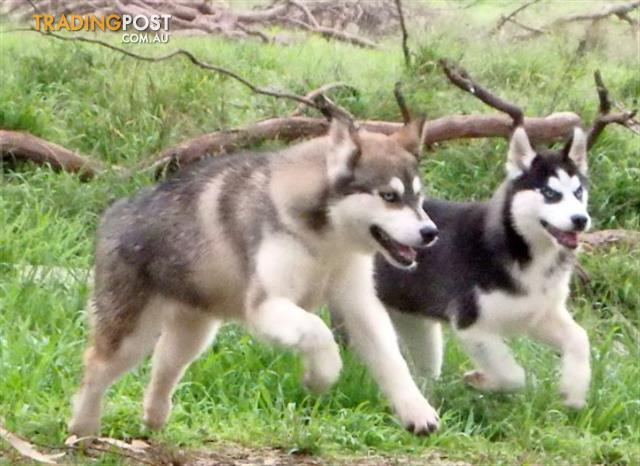 short coat siberian husky