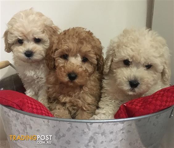toy poodle maltese