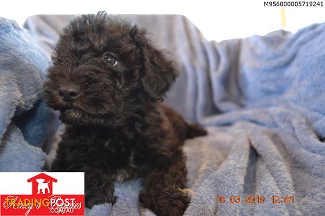 toy schnoodle puppies for sale