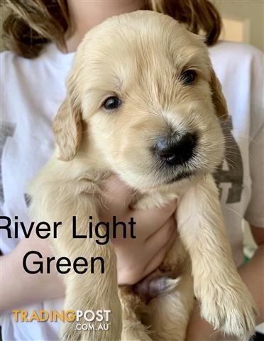 Standard Groodle Puppies For Sale