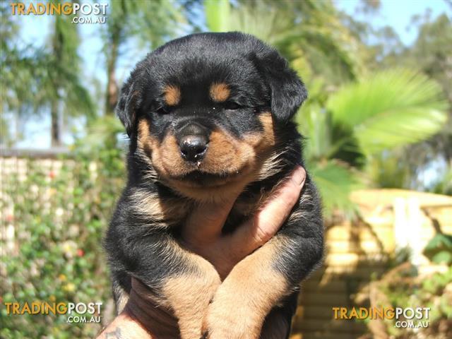 Adorable Rottweiler Puppies for sale in Churchable QLD ...