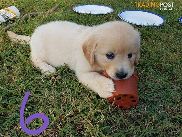 Golden Retriever Puppies Qld