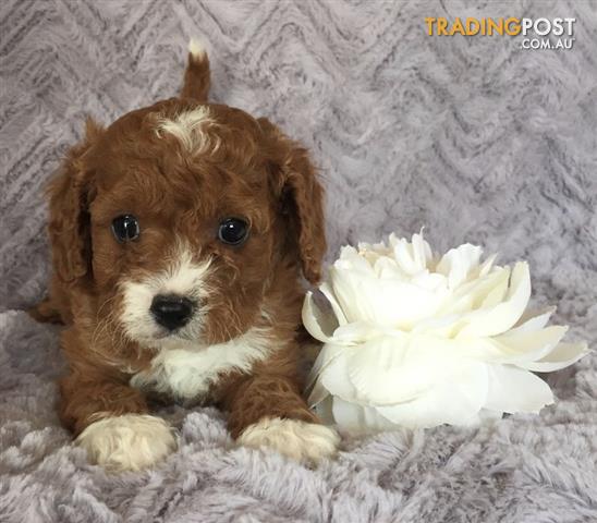 ZZ-Pups-Brisbane-Cavoodle-Moodle-Spoodle-Yorkipoo-Labradoodle-Groodle ...