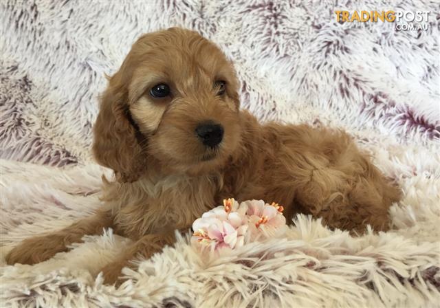 Find Spoodle puppies for sale in Australia