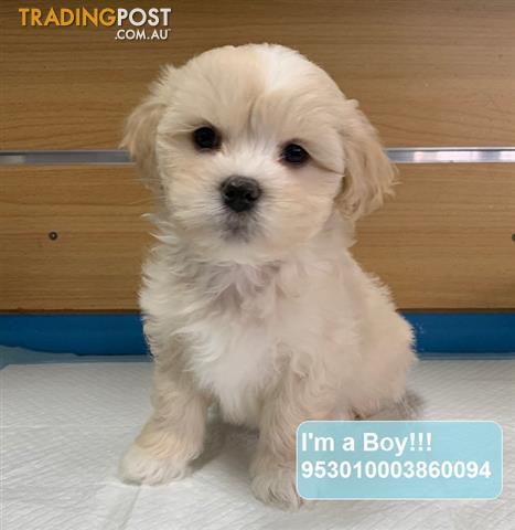 lhasa apso for sale