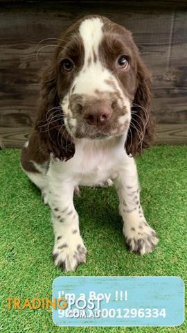 english springer spaniel puppies for sale