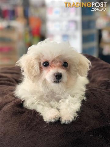 maltese x toy poodle