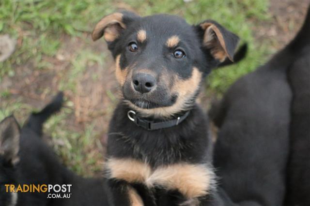 collie alsatian cross