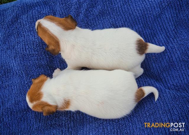 Shorty Jacks By Dyas Farms Jack Russell Terrier Puppies Jack Russell Puppies Jack Russell