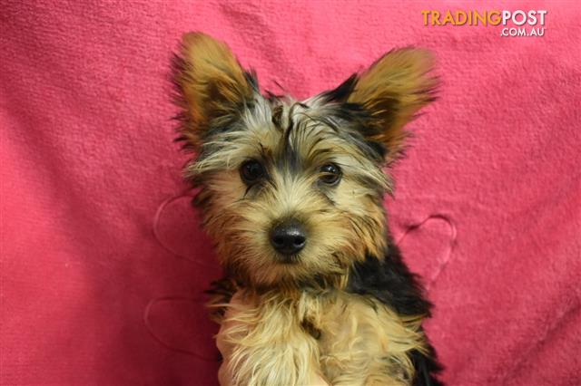 trading post silky terrier