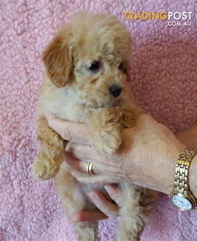 french poodle puppies for sale