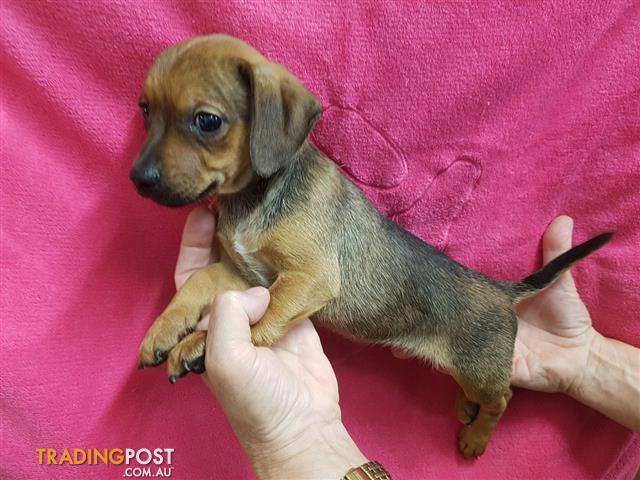 pug dachshund mix puppies for sale