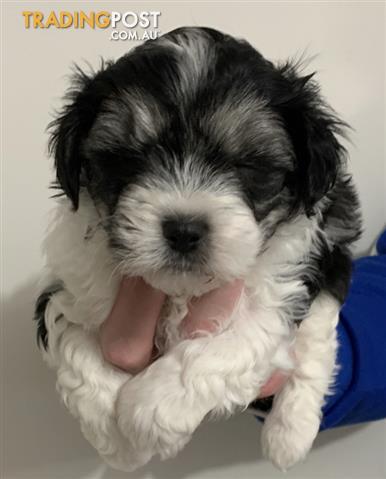 Maltese-shih-tzu-cross-king-charles-cavalier