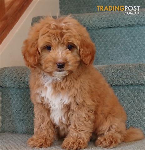 cavoodle puppies near me