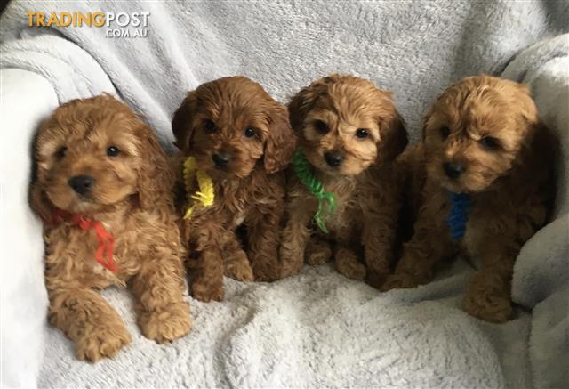 cavoodle $500