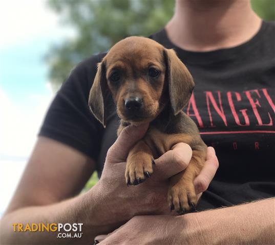 trading post mini dachshund