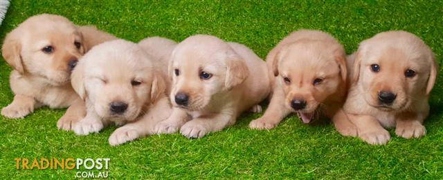 how much is a labrador puppy in australia