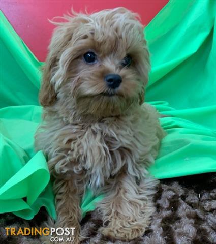 Cavoodle-cavalier-x-poodle-in-Perth-Western-Australia