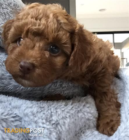purebred toy poodle for sale