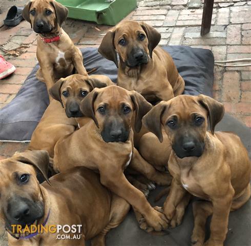 rhodesian ridgeback puppies for sale