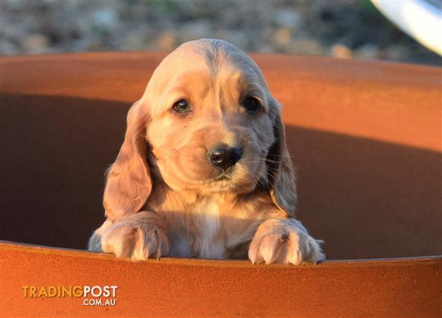 cocker spaniel puppies for sale trading post