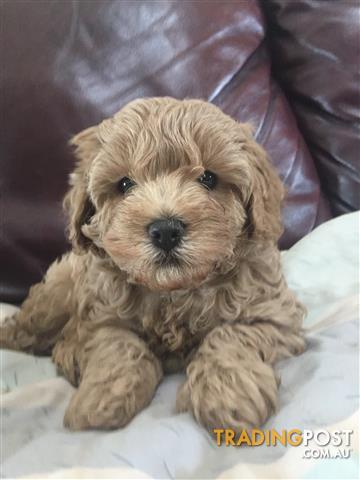 Cavoodle-puppies-2nd-Generation