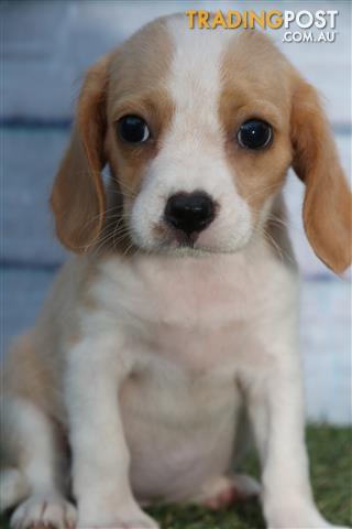 Maltalier (Maltese X Cavalier King Charles Spaniel) Puppies for sale in ...