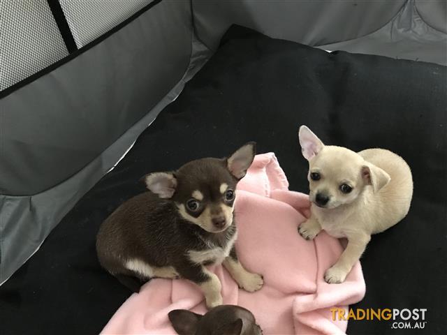 chihuahua Find classifieds in Australia