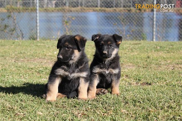 German-Shepherd-Pups-FOR-SALE