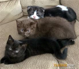 British Shorthair X Rare Scottish Kilt Kittens