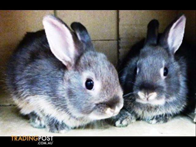  Rabbit - Baby Dwarf Rabbits (small friendly Bunnies) (call for availability)