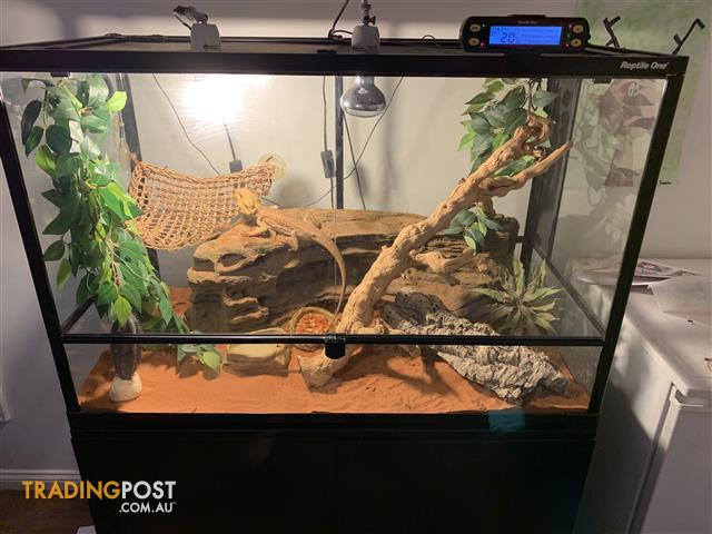 bearded dragon enclosure