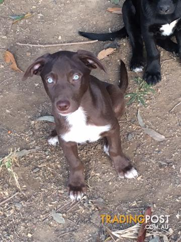 red kelpie x border collie