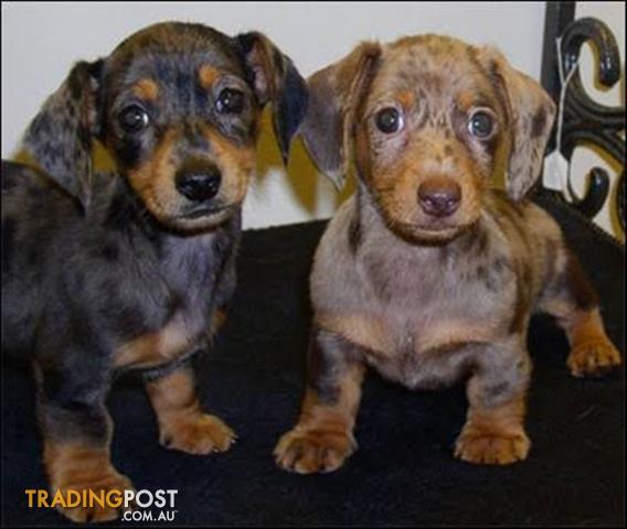wanted dachshund puppy