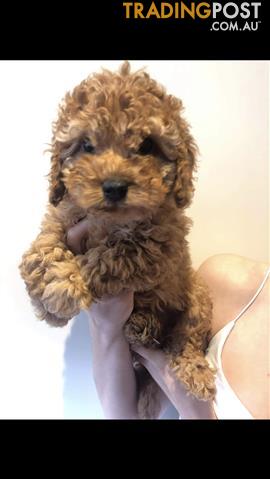 Beautiful-Ruby-Red-Cavoodle-Puppies