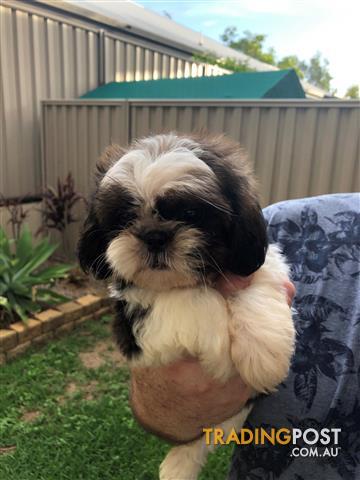 Shih-Tzu-Puppies