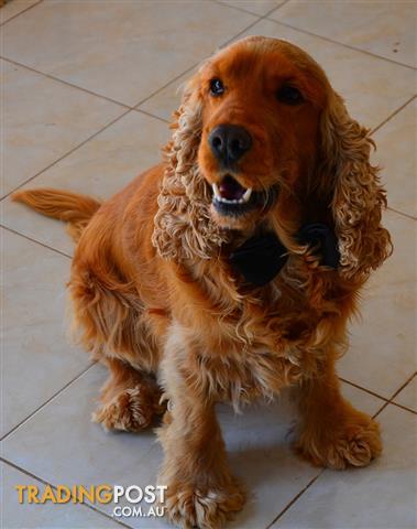 pedigree spaniel