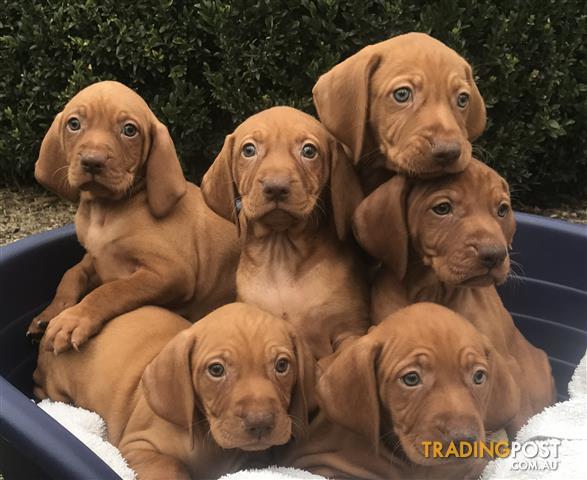 Pure Hungarian Vizslas