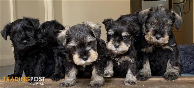 Bichon-x-Mini-Schnauzer-puppies-at-Puppy-Pad