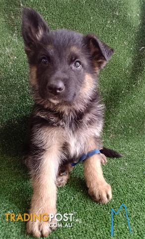 german shepherd for sale