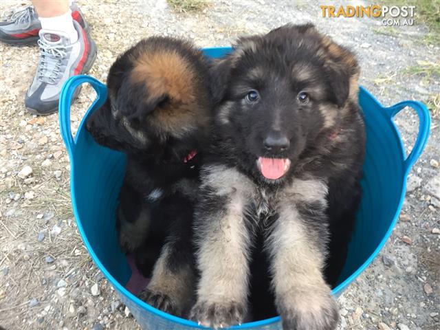 German Shepherd Puppies For Sale Medium To Long Coat