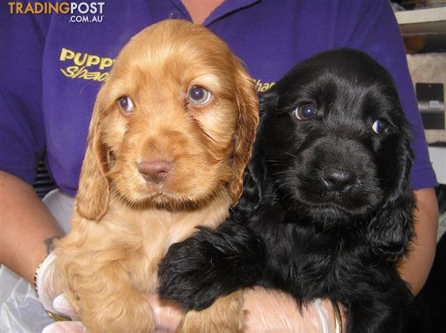 Cocker Spaniel Puppies at Puppy Shack Brisbane for sale in Queensland Australia