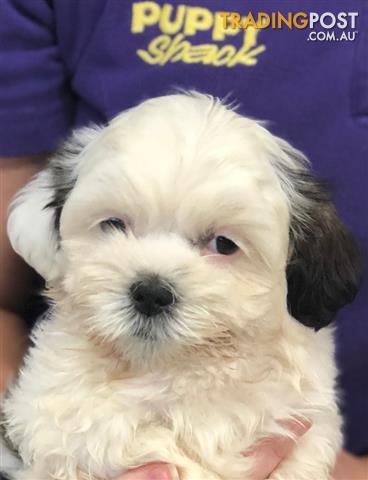 Lhasa-Apso-x-Shih-Tzu-Puppies-at-Puppy-Shack-Brisbane