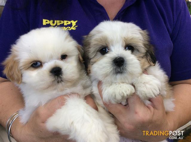 shih tzu x lhasa apso